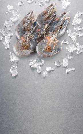 Les Crevettes des lagunes