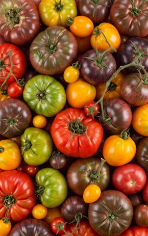 Les Tomates anciennes en colis de 2kg