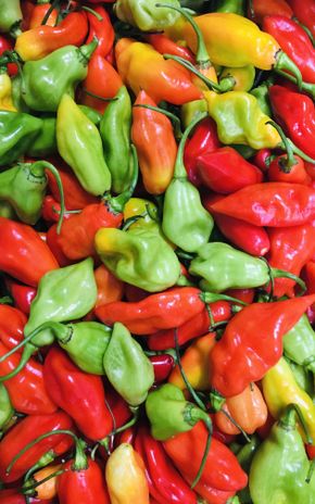 Le Piment végétal