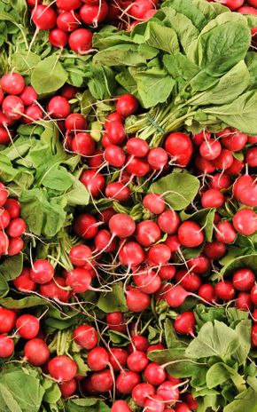 Le Radis rouge botte BIO
