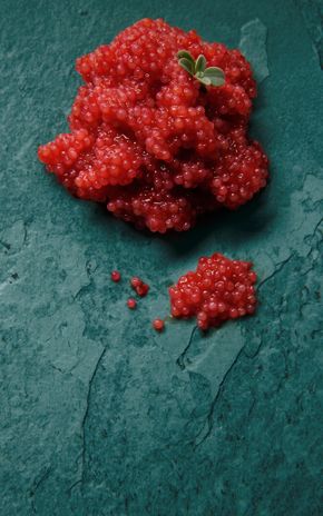 Les Œufs de lompe rouges MSC