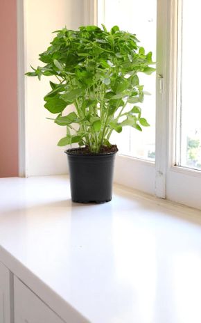 Le Basilic à grosses feuilles en pot HVE