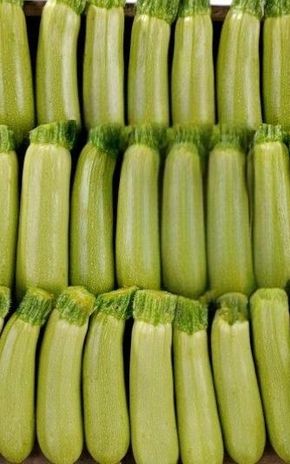 La Courgette blanche BIO
