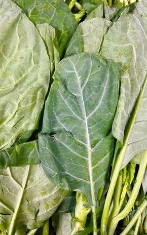 Le Kai-lan (Brocoli chinois)