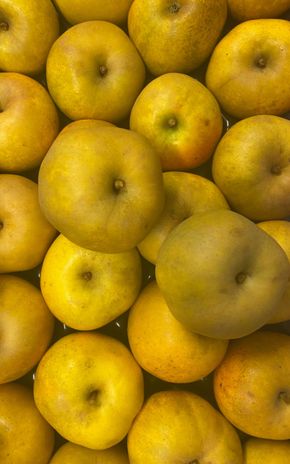 La Pomme reinette clochard