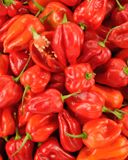 le-piment-antillais