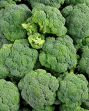 le-chou-brocoli-1