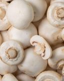 le-champignon-geant