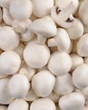 le-champignon-blanc-2