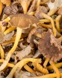 la-chanterelle-jaune-250g