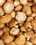 le-shiitake-1