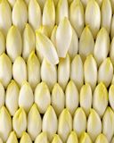 les-jeunes-pousses-d-endives