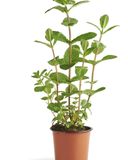 la-menthe-en-pot-hve