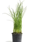 la-ciboulette-en-pot-hve