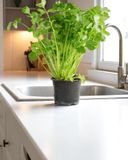 la-coriandre-en-pot-hve
