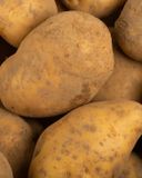 la-pomme-de-terre-non-lavee-1
