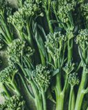 le-mini-brocoli-bimi
