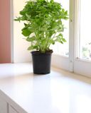 le-basilic-a-grosses-feuilles-en-pot-hve