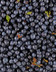 5441 MYRTILLE SAUVAGEv2.jpg