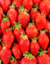 5630 FRAISES GARIGUETTE.jpg