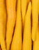 8219_Carottes jaunes.jpg