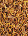 8333 CHANTERELLE GRISE.jpg