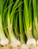 8671_oignon_botte_italie.jpg