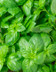 9219 Basilic en motte.jpg