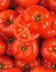 9348 TOMATES GROSSES FARCIES.jpg