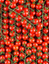 9402 LA TOMATE CERISE ROUGE GRAPPE HVE-min.jpg