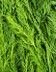 9451_aneth_bouquet.jpg