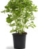 9531_Basilic grosse feuille tftb pot_philippebarret.jpg
