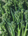 Brocoli Bimi_Fresh.jpg