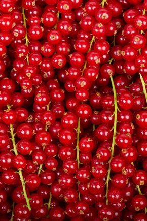 La Groseille rouge pour confiture en colis de 1kg