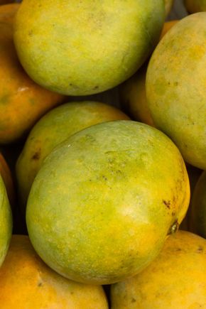 La Mangue BIO