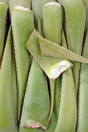La Feuille d'Aloe vera