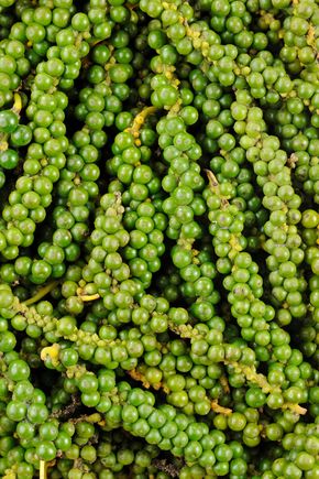Le Poivre vert frais