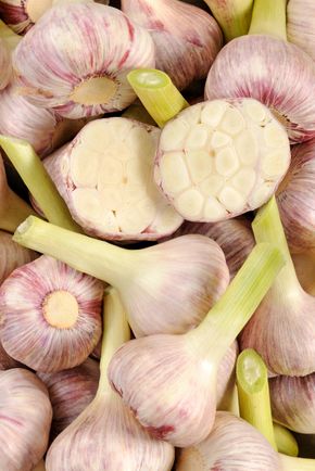 L'Ail violet frais