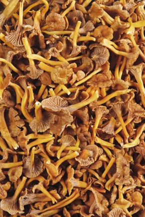 La Chanterelle grise