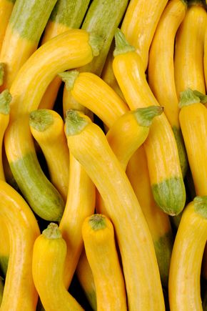 La Courgette zephyr HVE