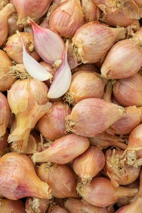 L’Échalote BIO