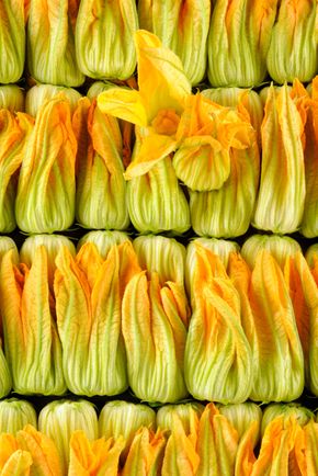 La Fleur de courgette