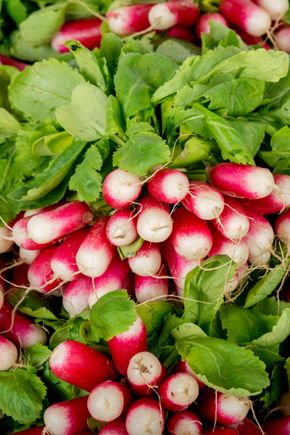Le Radis rose botte BIO