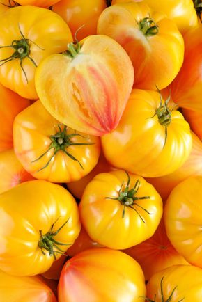 La Tomate cœur de bœuf jaune - Sélection variété ancienne