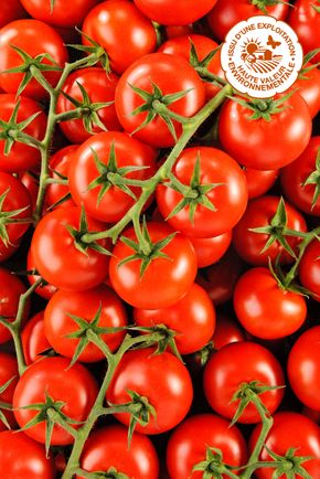 La Tomate grappe sélection HVE