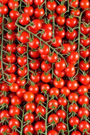 La Tomate cerise rouge grappe HVE du "Jardin de Rabelais"