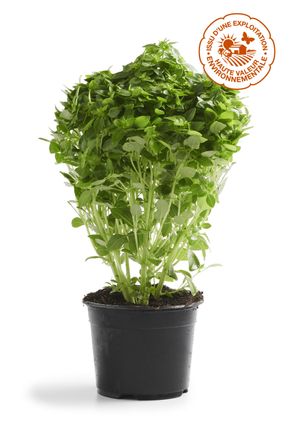 Le Basilic à petites feuilles en pot HVE & BIO