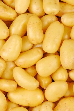 La Pomme de terre délicatesse Primeur