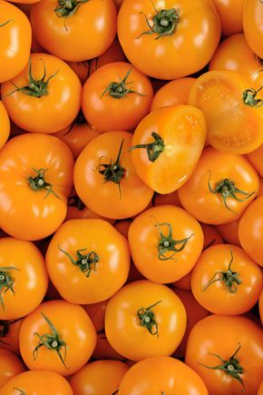 La Tomate grosse orange