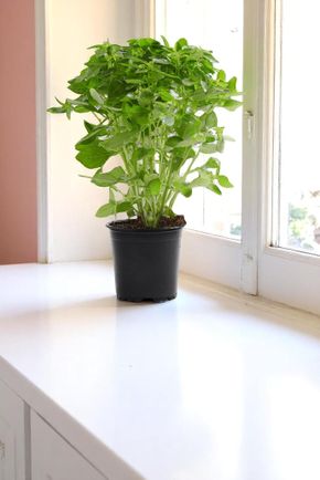 Le Basilic à grosses feuilles en pot HVE